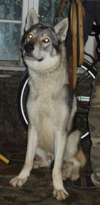 Dog Photo