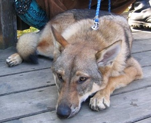 Dog Photo