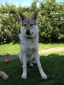 Dog Photo
