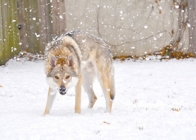 Dog Photo