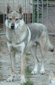 Dog Photo