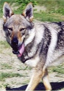 Dog Photo
