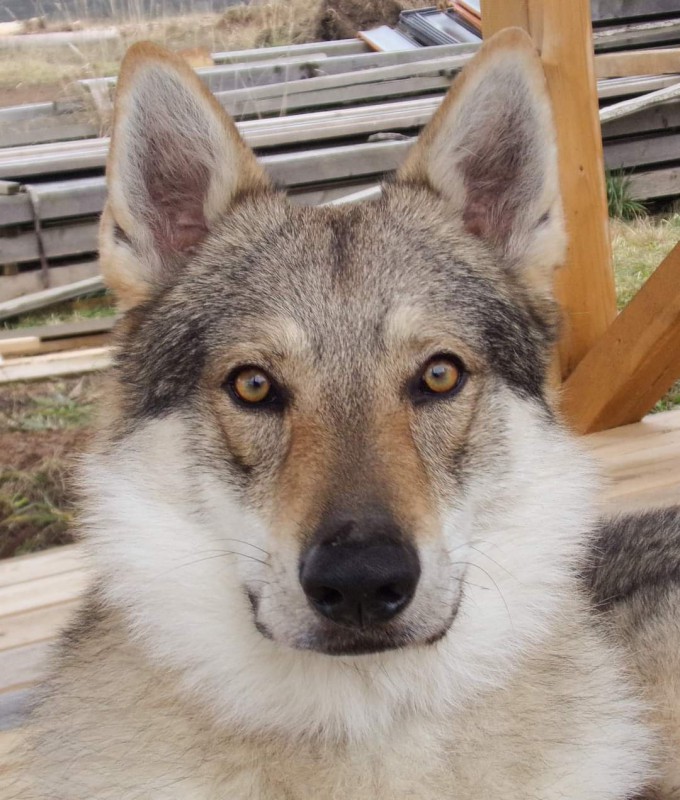 Dog Photo