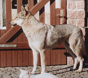 Dog Photo