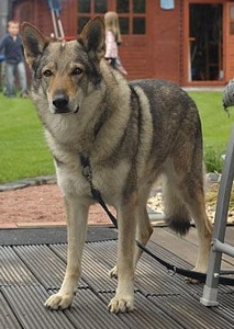 Dog Photo