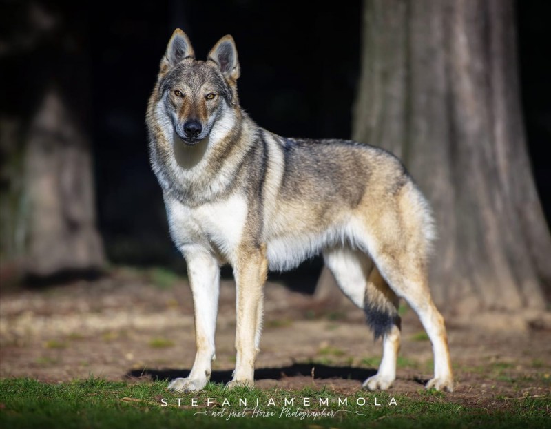 Dog Photo