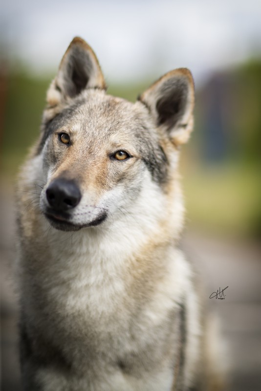 Dog Photo