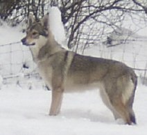 Dog Photo