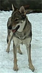 Dog Photo