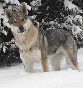 Dog Photo