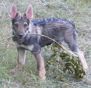 Dog Photo