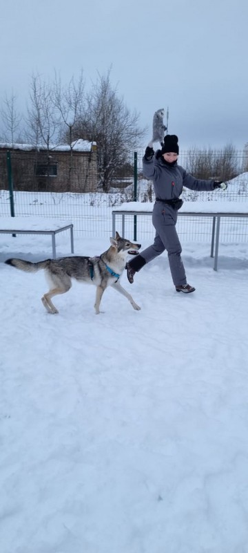 Dog Photo