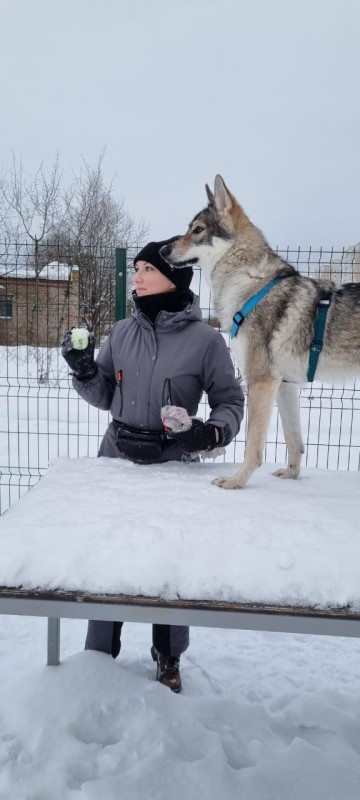 Dog Photo