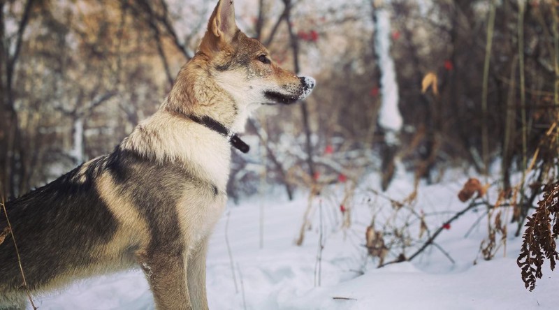 Dog Photo