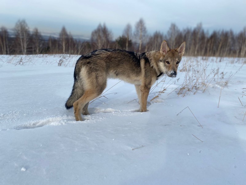 Dog Photo