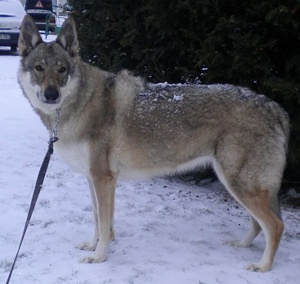 Dog Photo