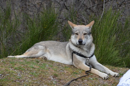 Dog Photo