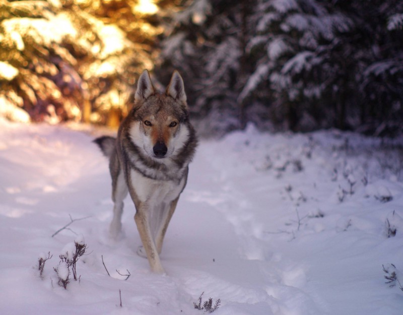 Dog Photo