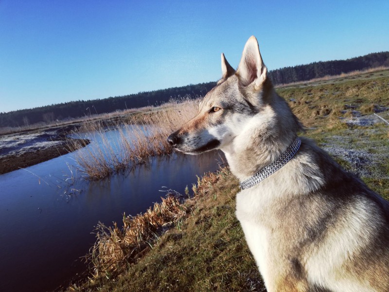 Dog Photo