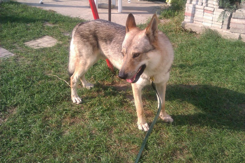 Dog Photo