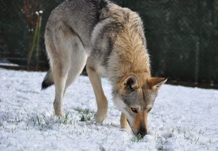 Dog Photo