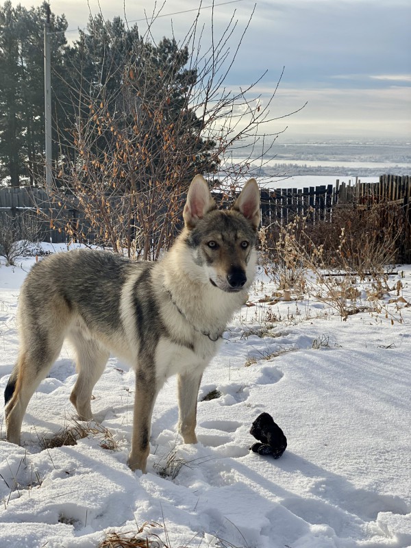 Dog Photo