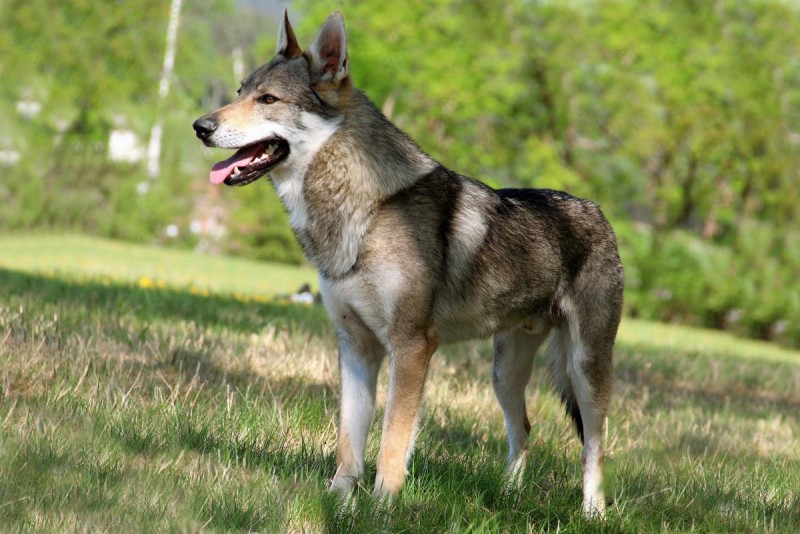 Dog Photo