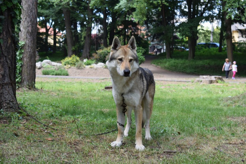 Dog Photo
