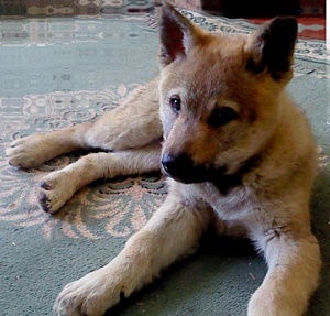 Dog Photo