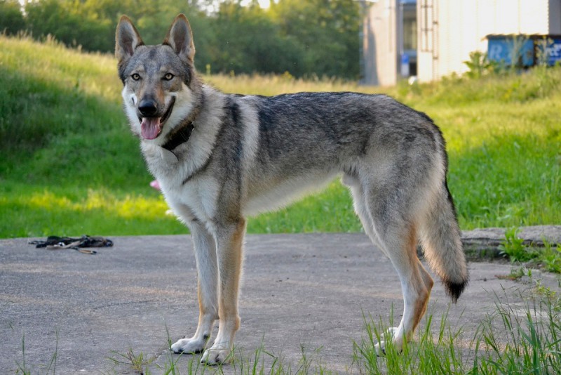 Dog Photo