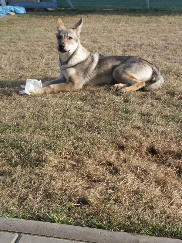 Dog Photo