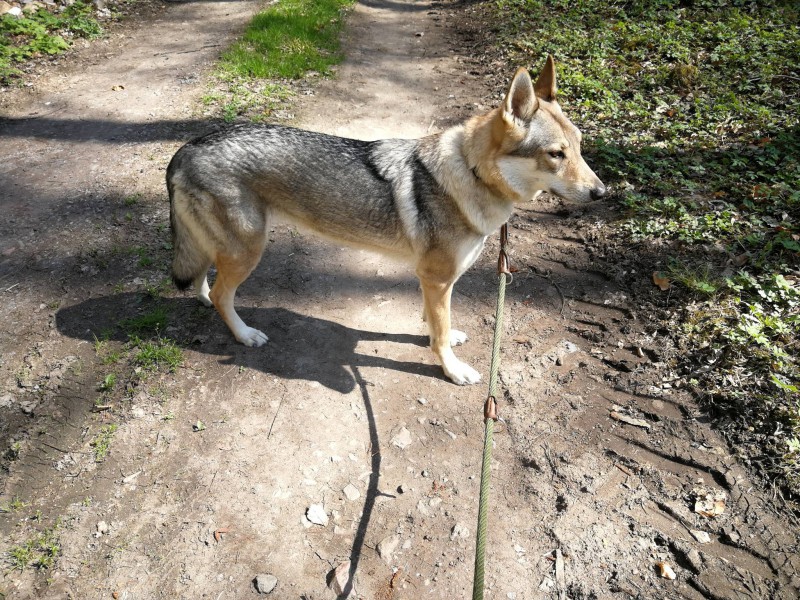 Dog Photo