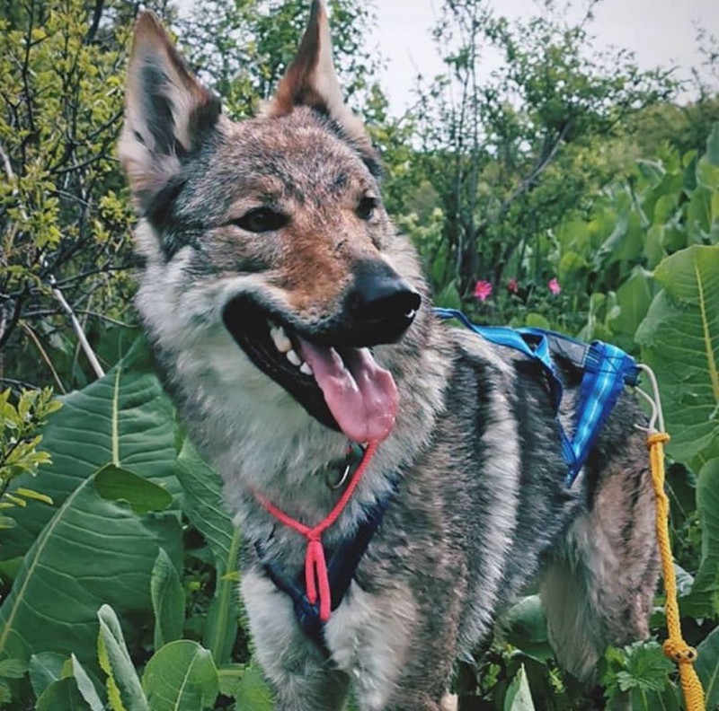 Dog Photo