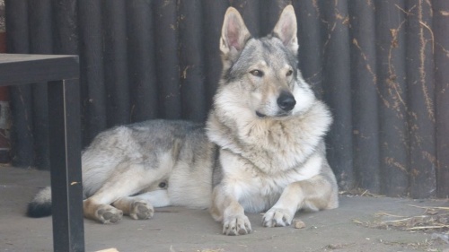 Dog Photo