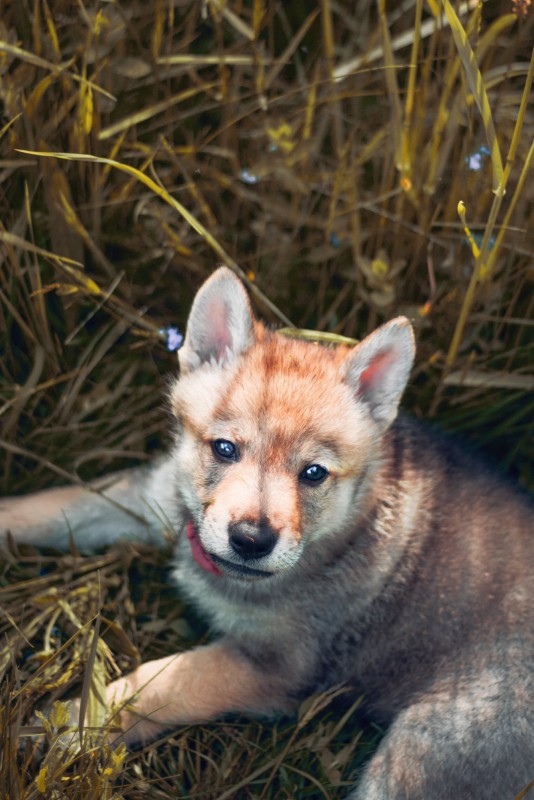 Dog Photo
