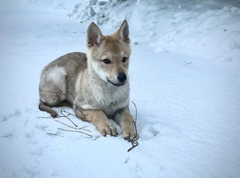 Dog Photo