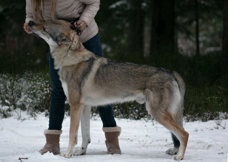 Dog Photo