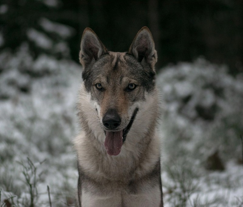 Dog Photo