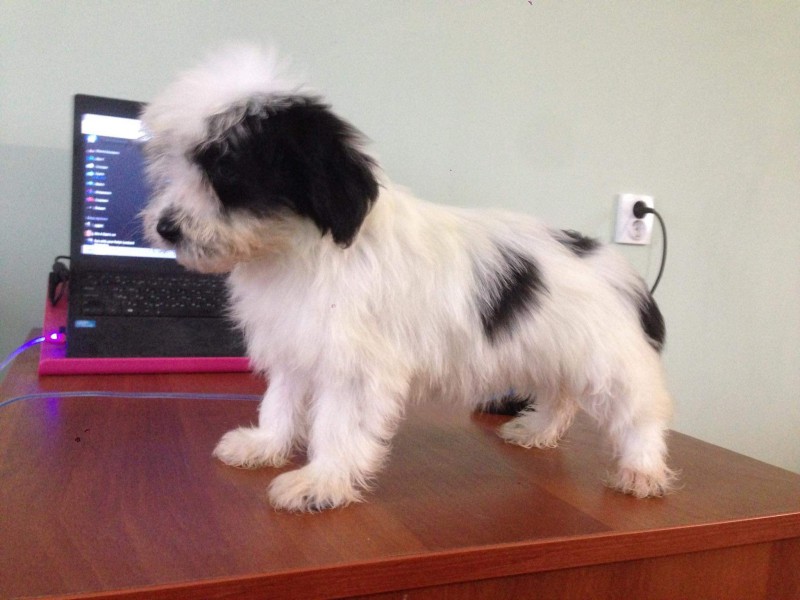 Dog Photo