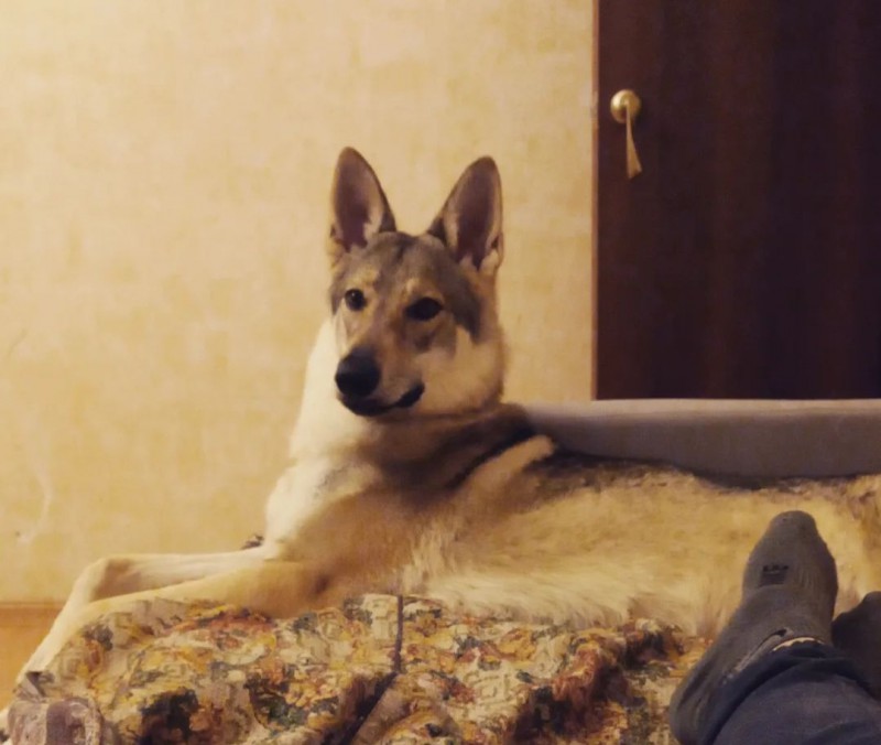 Dog Photo