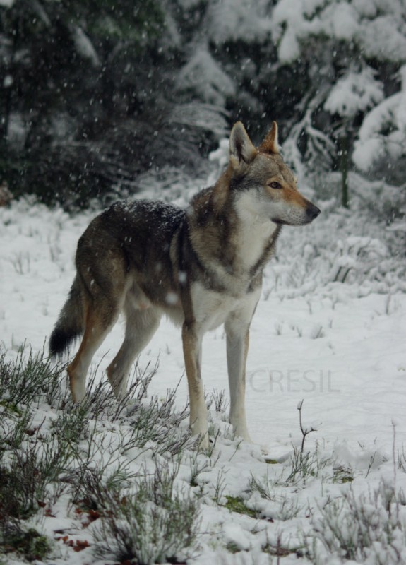 Dog Photo