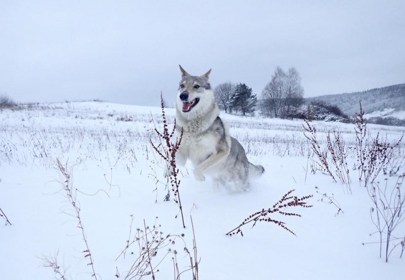 Dog Photo