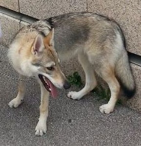 Dog Photo