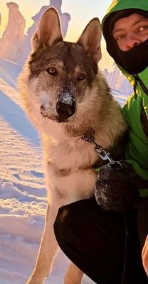 Dog Photo