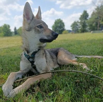 Dog Photo