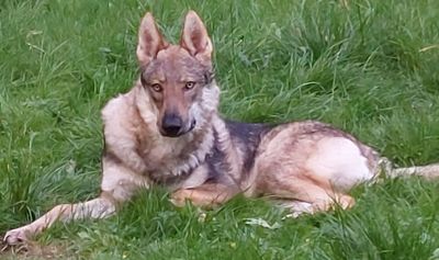 Dog Photo