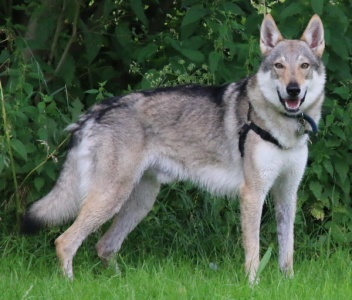 Dog Photo