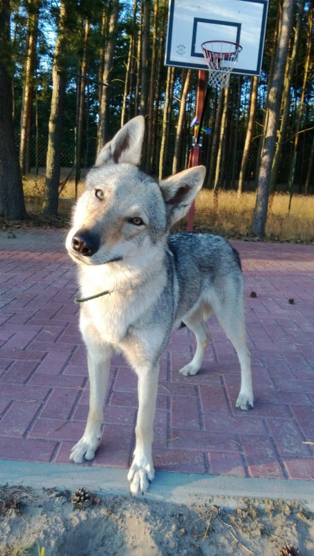 Dog Photo