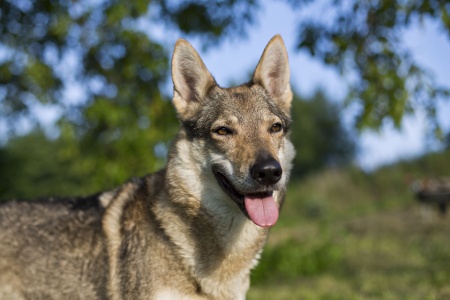 Dog Photo