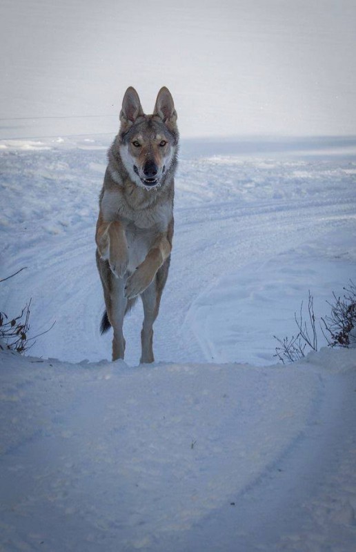 Dog Photo